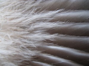grey and white wing, feathers
