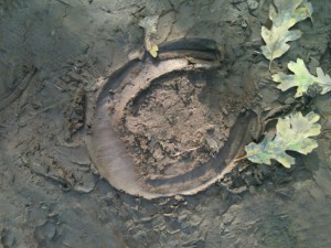 horse shoe print in mud