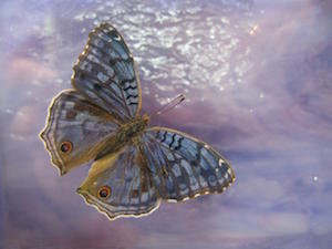 butterfly over lavandar ice Robyn Beattie copy
