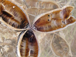 Robyn's Seed Pods copy