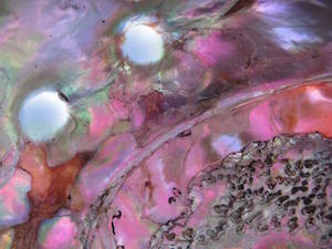 phoenix abalone by Robyn Beattie copy
