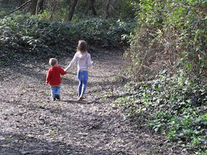 Forest Path Robyn Beattie